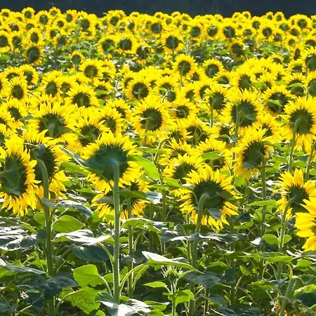 לינה וארוחת בוקר D'hotes Fantesstique *