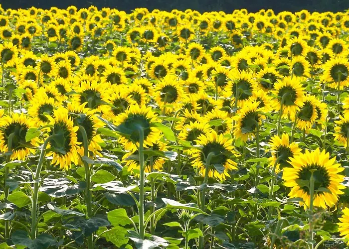 Bed & Breakfast D'hotes Fantesstique *